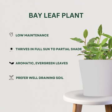 4-in-1 spice garden plant combo